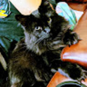 Meet your Posher, Ace